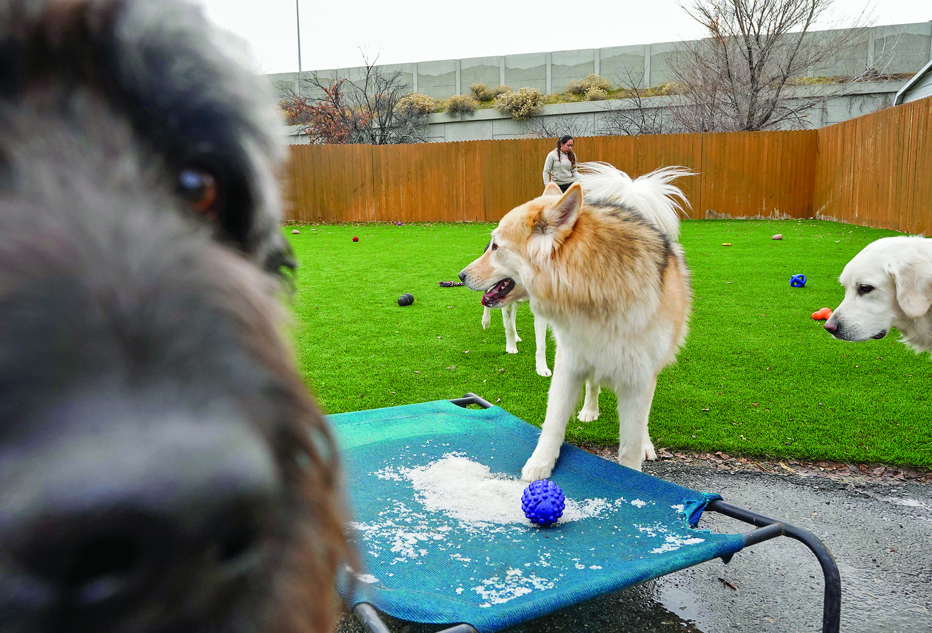 Dogs interact at Aarf Pet Care in Murray. A new respiratory illness is ...